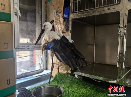 �܂��Ė|�����X���ڽ����ί�����ʯ���� �z