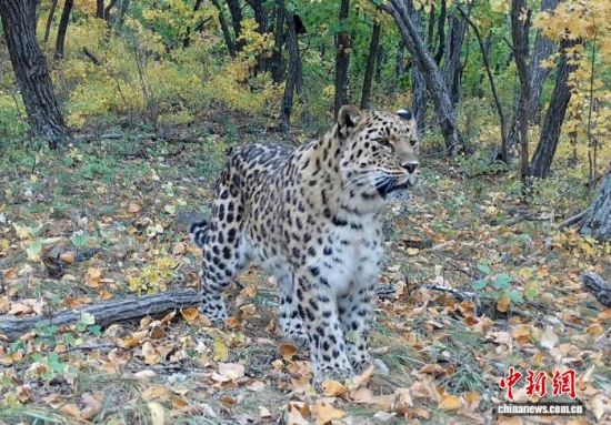 2025���ږ|��������(gu��)�ҹ��@�Ĕz�Ė|������(��ҕ��ý���D)