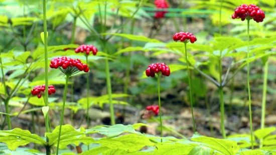 ��(gu��)���J(r��n)�C�����D�˅������ء���Ȧ